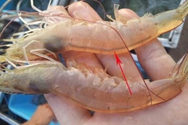 Ăn đường chỉ đen trên lưng con tôm: Nên hay không nên?-1