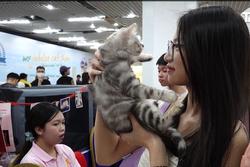 Giới trẻ mạnh tay chi tiền triệu nuôi mèo quý tộc mang đi thi 'hoa hậu'