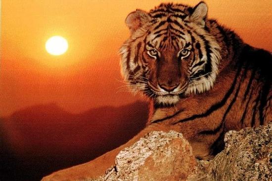 Dự báo tử vi tuần mới 13/5 - 19/5/2024 chi tiết của Sửu, Dần, Mão, Thìn, Tỵ, Ngọ, Mùi, Tuất, Hợi