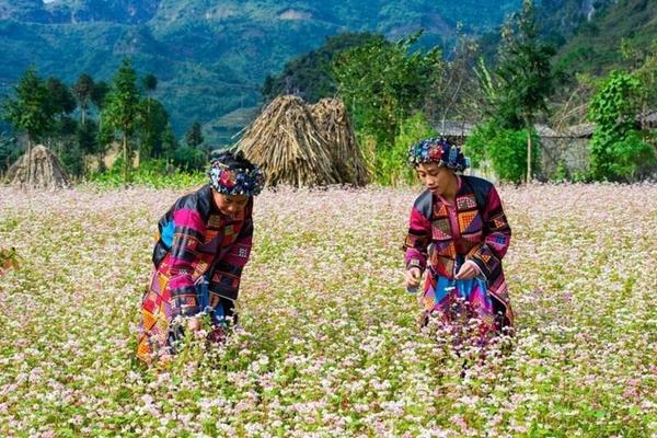 Hoa tam giác mạch nở vào tháng mấy?-3