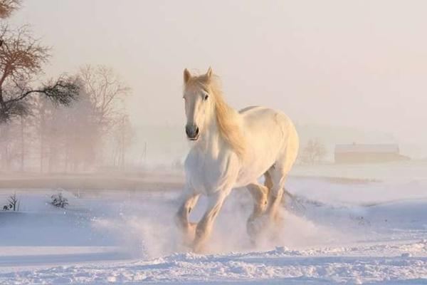 Từ nay 16/5 đến 26/5: 3 con giáp đụng đâu trúng đó, cầu được ước thấy, mua nhà tậu xe-4