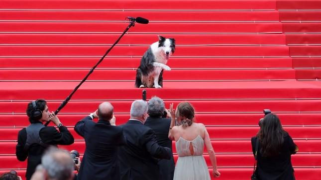 Có một Messi khác trên thảm đỏ Cannes-1