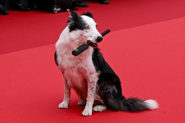 Có một Messi khác trên thảm đỏ Cannes-3