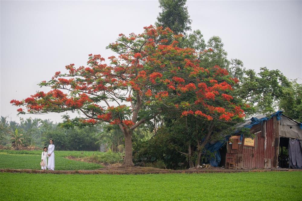 Đi ngàn km tìm cây phượng cô đơn ở TP.HCM, ngao ngán gặp cảnh hái hoa, bẻ cành-1