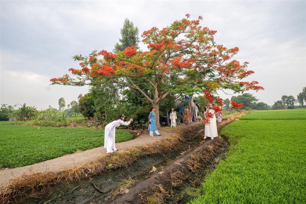 Đi ngàn km tìm cây phượng cô đơn ở TP.HCM, ngao ngán gặp cảnh hái hoa, bẻ cành-3