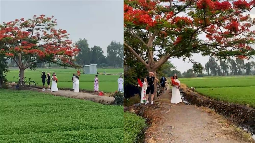 Đi ngàn km tìm cây phượng cô đơn ở TP.HCM, ngao ngán gặp cảnh hái hoa, bẻ cành-4