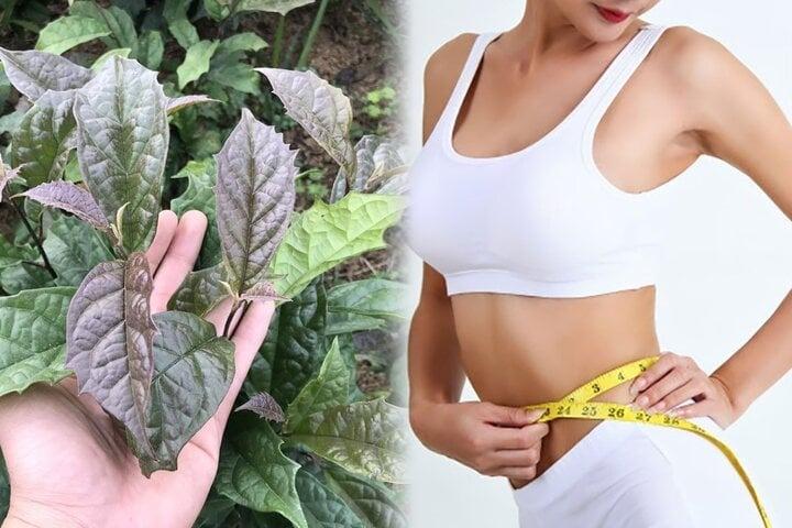 Uống xạ đen có giảm cân?-1