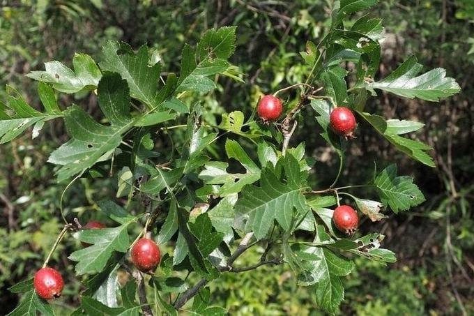 Một phần của quả táo chứa chất nguy hiểm, nên tránh ăn-3