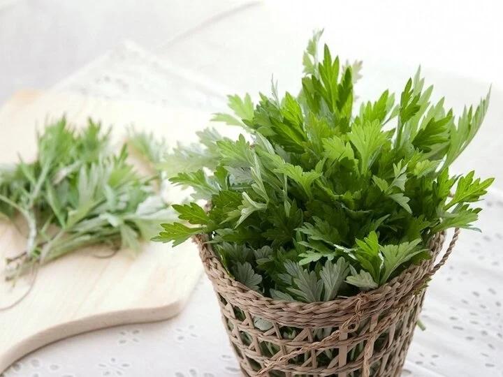 Ai không nên ăn ngải cứu?-1