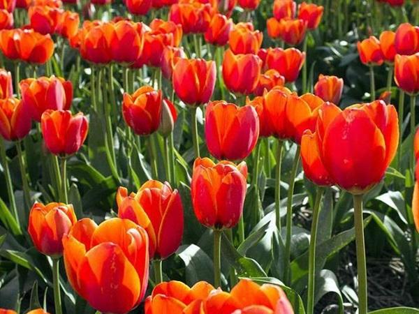 Ngày mai, Chủ Nhật 19/5/2024: 3 con giáp cục diện Tương Hình, Tiểu Nhân quấy phá, đời sống buồn phiền-2