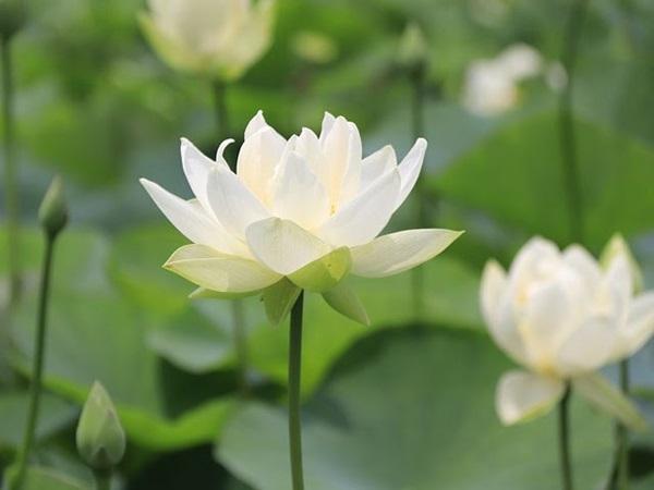 Ngày mai, Chủ Nhật 19/5/2024: 3 con giáp cục diện Tương Hình, Tiểu Nhân quấy phá, đời sống buồn phiền-3