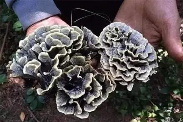 Bác sĩ cảnh báo mối nguy tiềm ẩn của rau xà lách-2