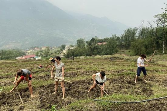 Video khách Tây lội bùn lấm lem, miệt mài cấy lúa tại Sa Pa hút triệu view