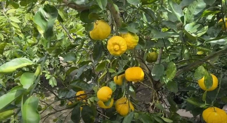 Căn nhà 16 tỷ đồng của diễn viên Đức Tiến tại Mỹ trước khi qua đời-18