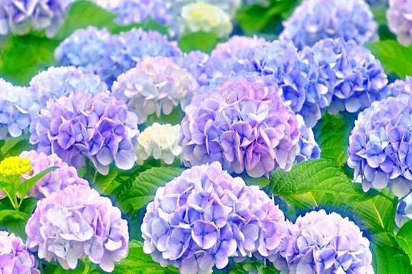 Tháng 4, tháng 5 hoa loa kèn nở rộ và bất ngờ ý nghĩa phong thủy của hoa loa kèn-5