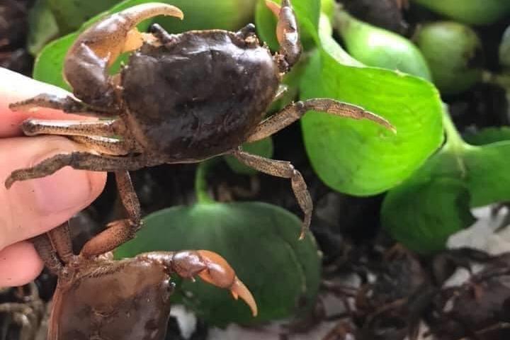 Rước họa vào thân vì 3 sai lầm khi ăn cua đồng-1