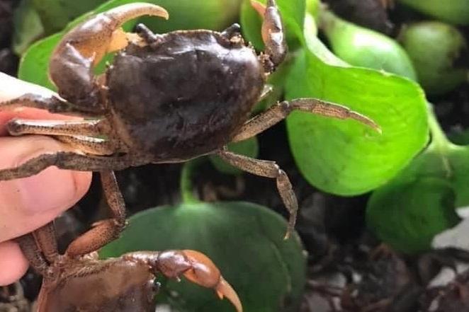 Ăn cua đồng đực hay cái bổ dưỡng hơn?-1