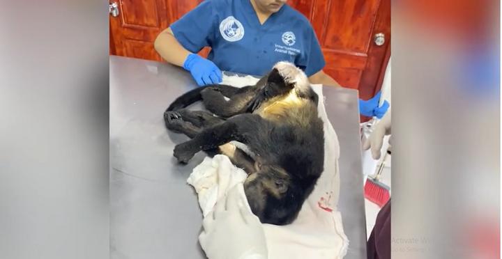 Nghẹn lòng cảnh khỉ con ôm chặt không buông khỉ mẹ bị điện giật chết-1