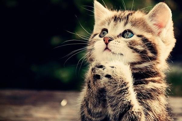 Tết Đoan ngọ 2024 là ngày nào?-2