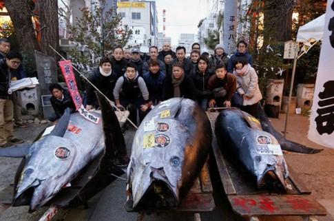 Con cá giá 7,1 tỷ đồng, vẫn có đại gia quyết xuống tiền mua-2