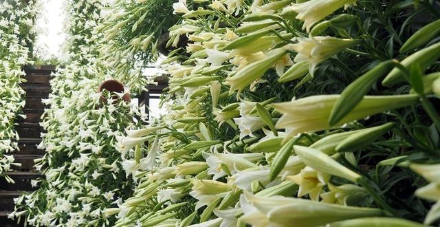 Tháng 4, tháng 5 hoa loa kèn nở rộ và bất ngờ ý nghĩa phong thủy của hoa loa kèn-3