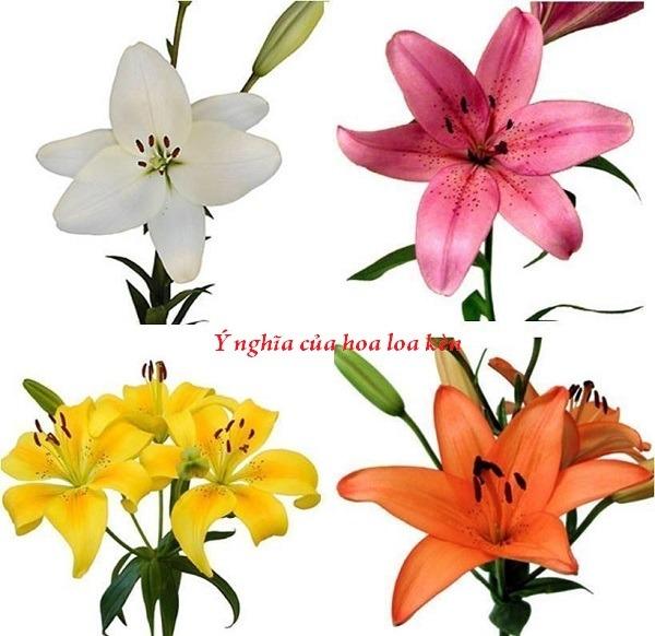 Tháng 4, tháng 5 hoa loa kèn nở rộ và bất ngờ ý nghĩa phong thủy của hoa loa kèn-4