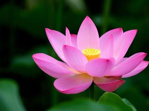 Cầu tiền có tiền, 8 ngày cuối tháng 4 âm lịch, 3 con giáp bạc vàng đầy rổ, có số gánh tiền TỶ về nhà-3