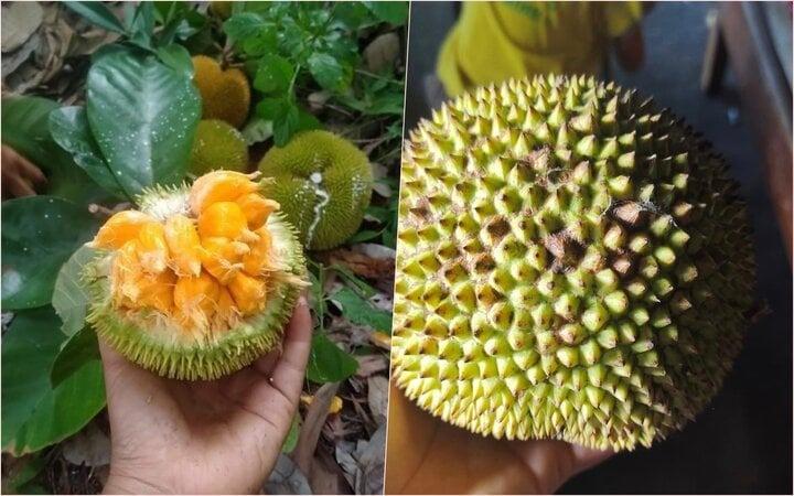 Khách săn lùng mít tí hon quả bằng nắm tay, có vị chua độc lạ-2