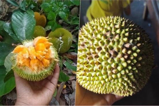 Khách săn lùng mít tí hon quả bằng nắm tay, có vị chua độc lạ