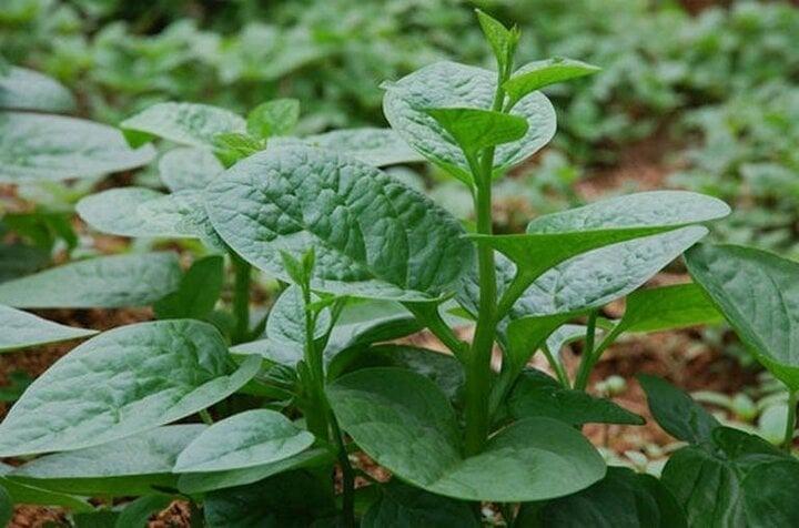 Ai không nên ăn rau mồng tơi?-1