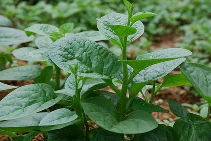 6 lưu ý khi ăn rau mồng tơi-2