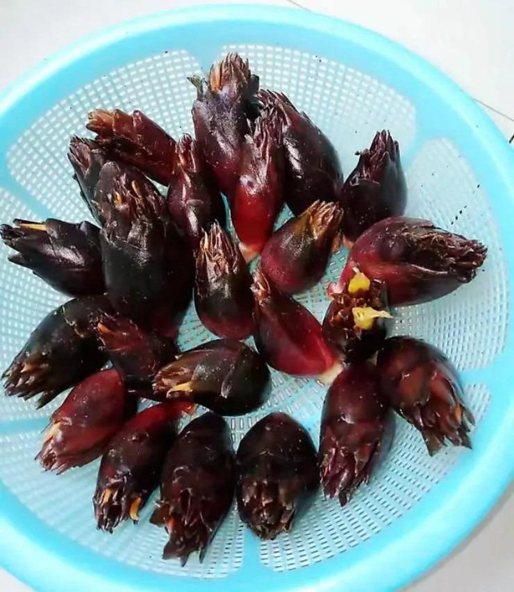 Kỳ lạ loại măng lai gừng, giá hơn trăm nghìn/kg nhưng có tiền cũng chưa chắc mua được-2