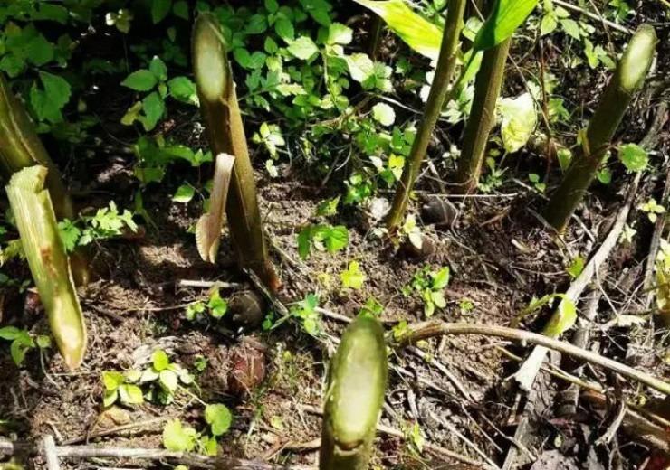 Kỳ lạ loại măng lai gừng, giá hơn trăm nghìn/kg nhưng có tiền cũng chưa chắc mua được-3