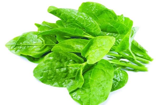 6 lưu ý khi ăn rau mồng tơi-1