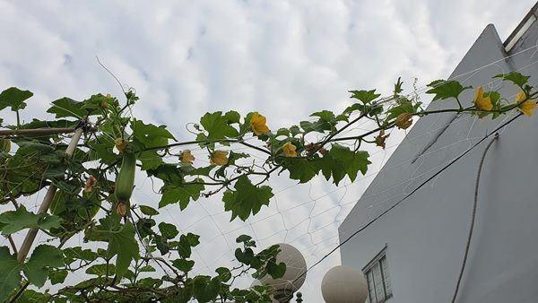 Cẩm Ly tiết lộ điều kỳ lạ trong biệt thự: Lạ lùng lắm, tôi không thể hiểu-16