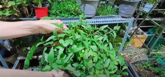 Cẩm Ly tiết lộ điều kỳ lạ trong biệt thự: Lạ lùng lắm, tôi không thể hiểu-18