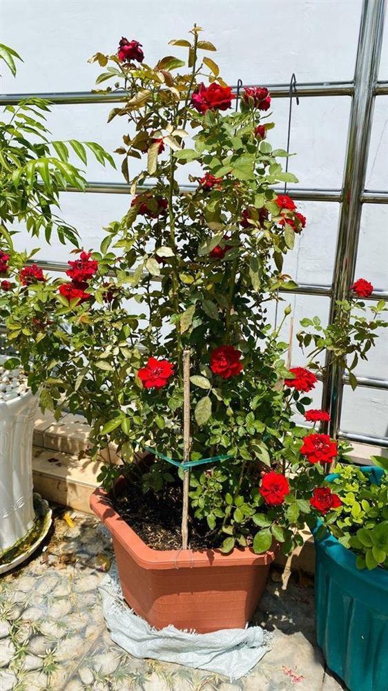 Cẩm Ly tiết lộ điều kỳ lạ trong biệt thự: Lạ lùng lắm, tôi không thể hiểu-24