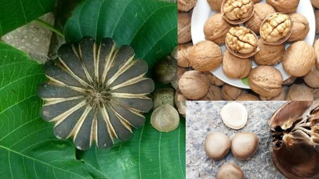 Cây ngô đồng có giá trị và ý nghĩa phong thủy, nhưng đây là lý do không nên trồng ngô đồng trong vườn nhà-2