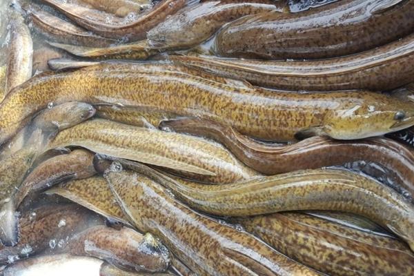 6 loại cá ngậm đầy thuỷ ngân, rẻ đến mấy cũng chớ nên mua-2