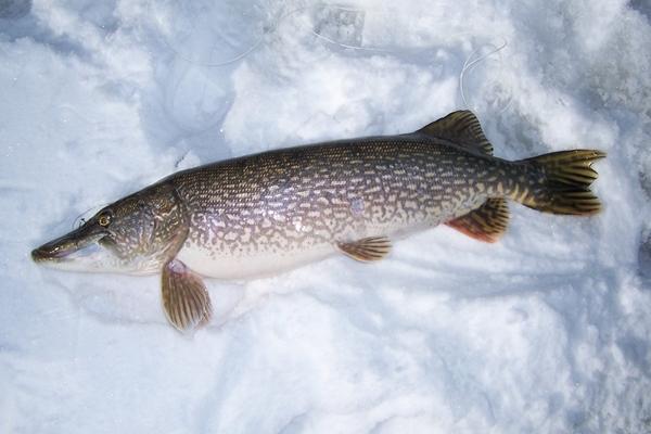 6 loại cá ngậm đầy thuỷ ngân, rẻ đến mấy cũng chớ nên mua-3