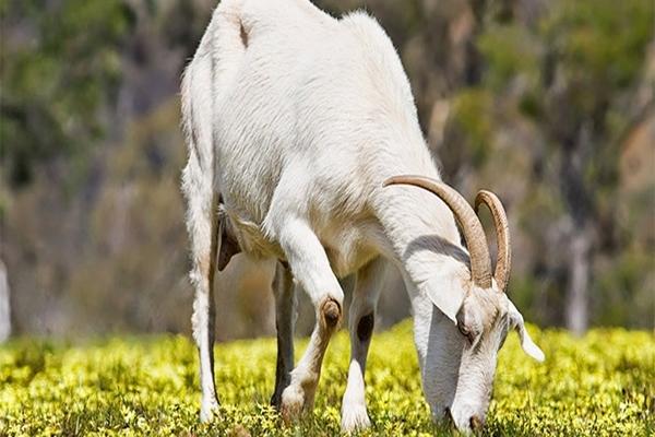 Giờ tốt, màu sắc cát tường và con số may mắn hôm nay của 12 con giáp: Hợi màu đen, Tuất màu vàng-8