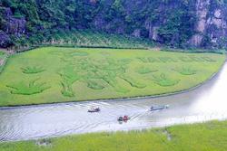 Bức tranh 'Mục đồng thổi sáo' khổng lồ trên đồng lúa ở Ninh Bình