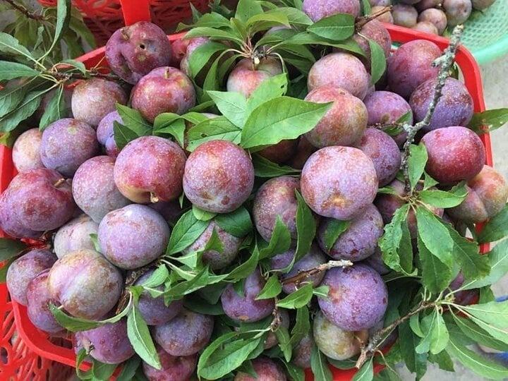 Phân biệt những loại mận phổ biến trên thị trường-3