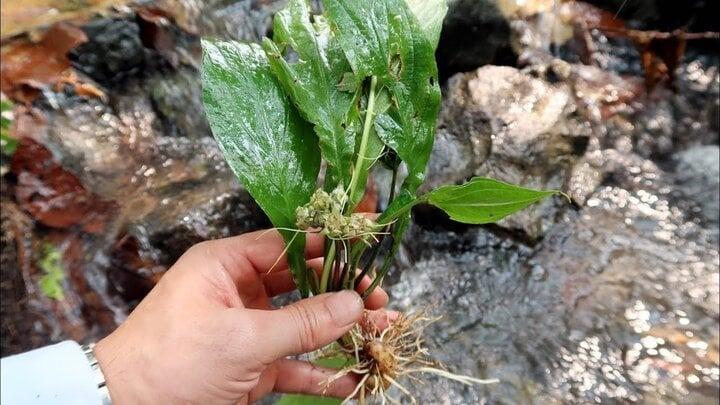 Loại cây mọc hoang là vị thuốc cực tốt cho nữ giới-1