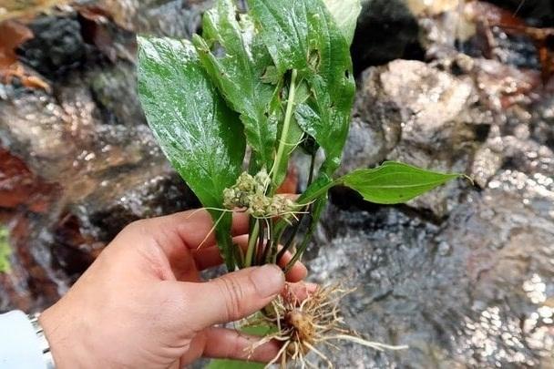 Trồng loại cây gia vị, người đàn ông thu củ bán giá 6 triệu đồng/kg-4