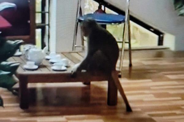 Khỉ hoang quậy phá, trêu đùa cán bộ và người dân ở trung tâm Hà Nội-1