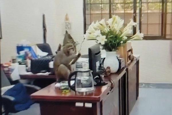 Khỉ hoang quậy phá, trêu đùa cán bộ và người dân ở trung tâm Hà Nội-3