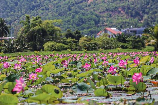 Rực rỡ mùa sen trên cánh đồng ngoại ô