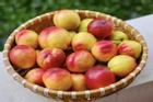 10 loại trái cây mùa hè có nguy cơ bị ngâm hoá chất nhiều nhất