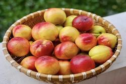 10 loại trái cây mùa hè có nguy cơ bị ngâm hoá chất nhiều nhất